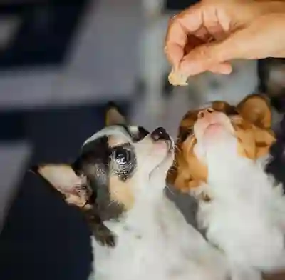 Image Alternative Text