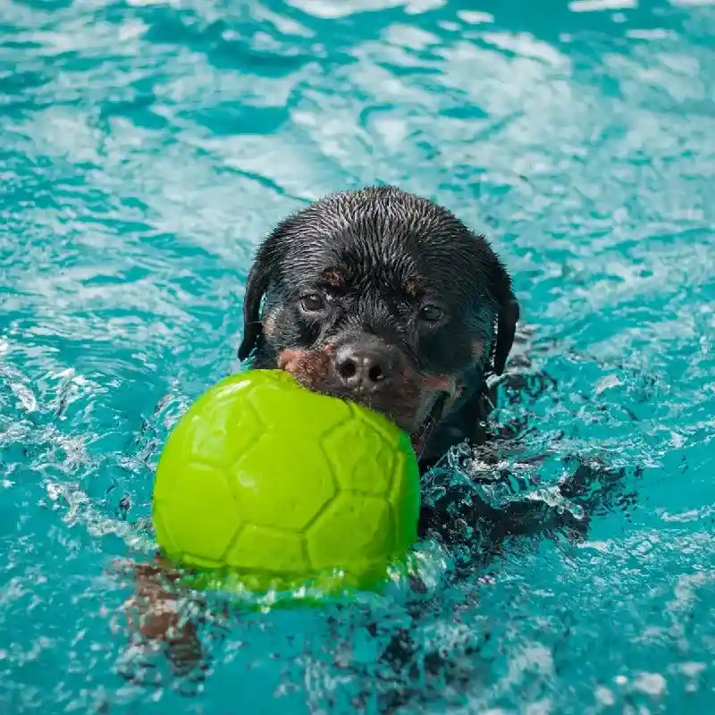Jolly Pets Toy Soccer Ball Bl 5.5in