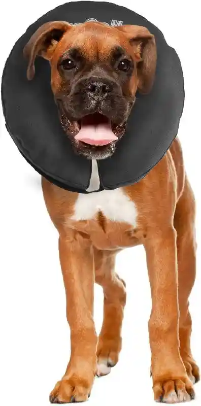 Procollar Large