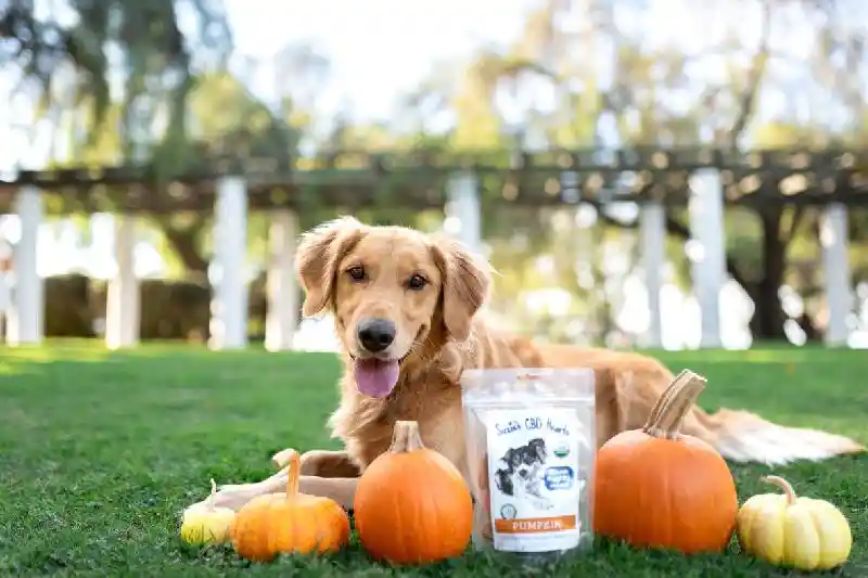 Suzie Cbd Pumpkin 7oz Bag 4mg
