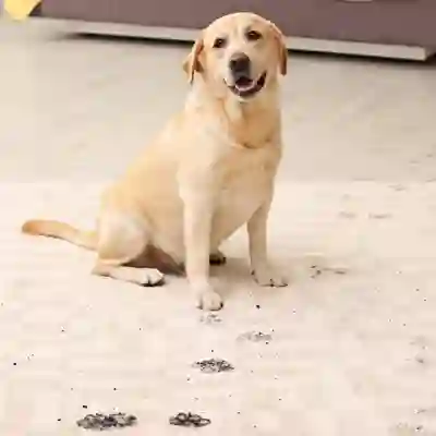 Image Alternative Text