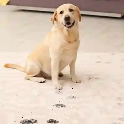 Image Alternative Text