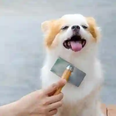 Image Alternative Text