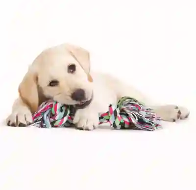Image Alternative Text