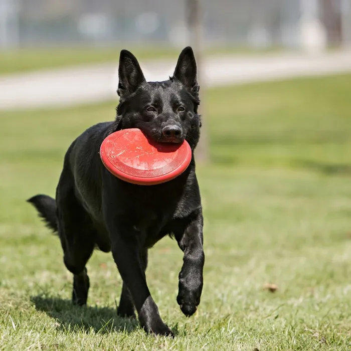 KONG Flyer Small red disc dog fetch lifestyle