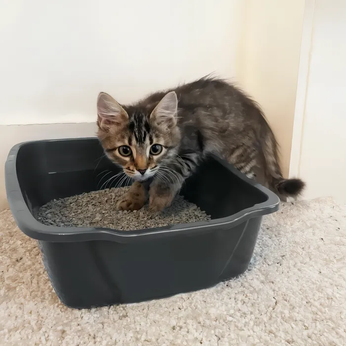 Van Ness Small Cat Litter Pan with kitten