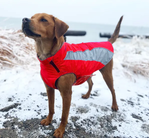 Baydog Saginaw fleece small red coat lifestyle view