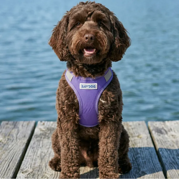 Baydog Liberty Bay Harness lavender lifestyle view