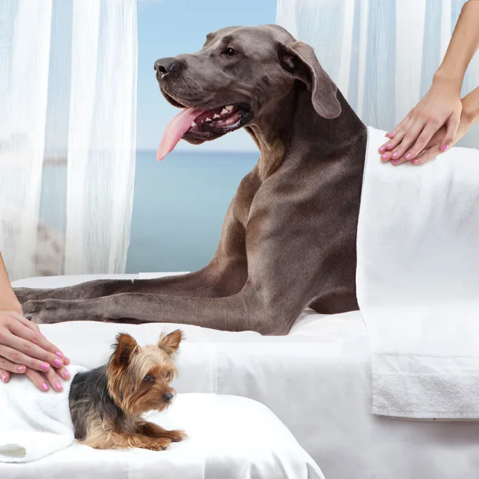 Fromm Reduced Activity & Senior Gold senior dog lifestyle