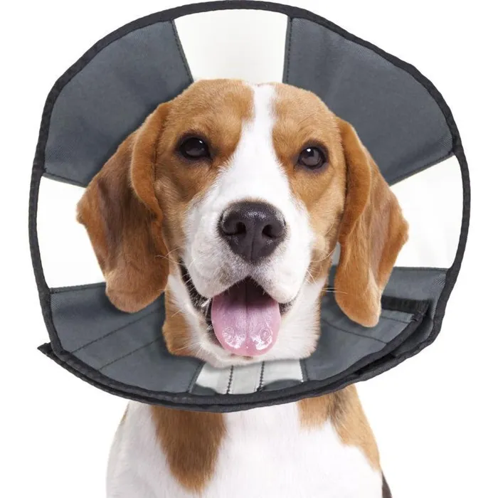 ZenPet ZenCone Medium recovery collar on dog