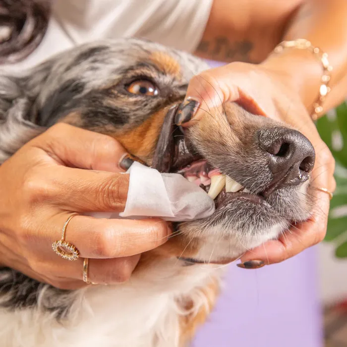 Skout's Honor Dental Wipes Oral Care For Pets, 50-count