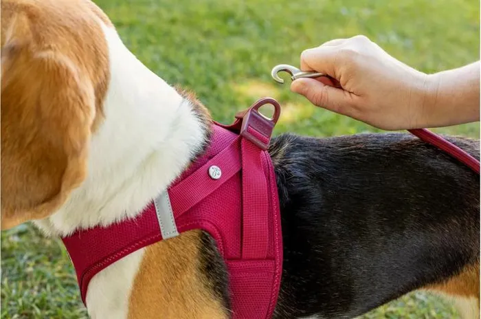 Curli Clasp Vest Harness Ruby XL, side detail