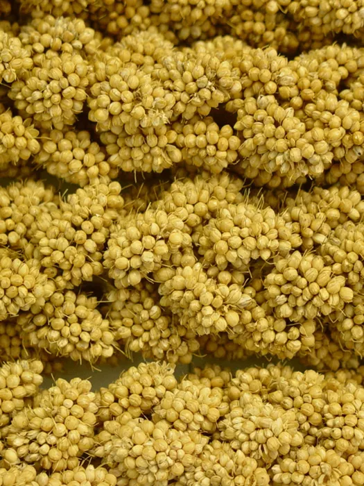 Higgins Spray Millet 6ct millet contents close-up