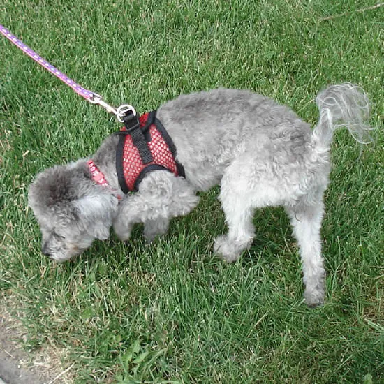 Bark Appeal EZ Wrap red net harness, full-body view