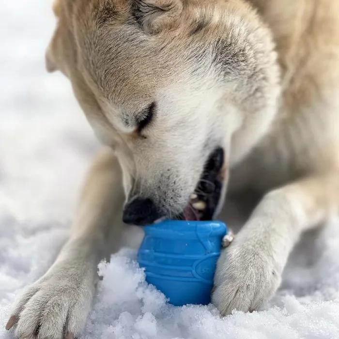 Soda Pup-x Honey Pot - Blu