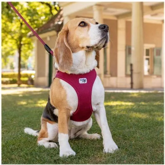 Curli Clasp Vest Harness Ruby XL, dog lifestyle