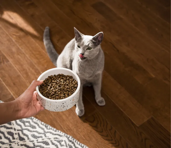 Open Farm Pasture-Raised Lamb Grain-Free Cat Kibble cat feeding lifestyle