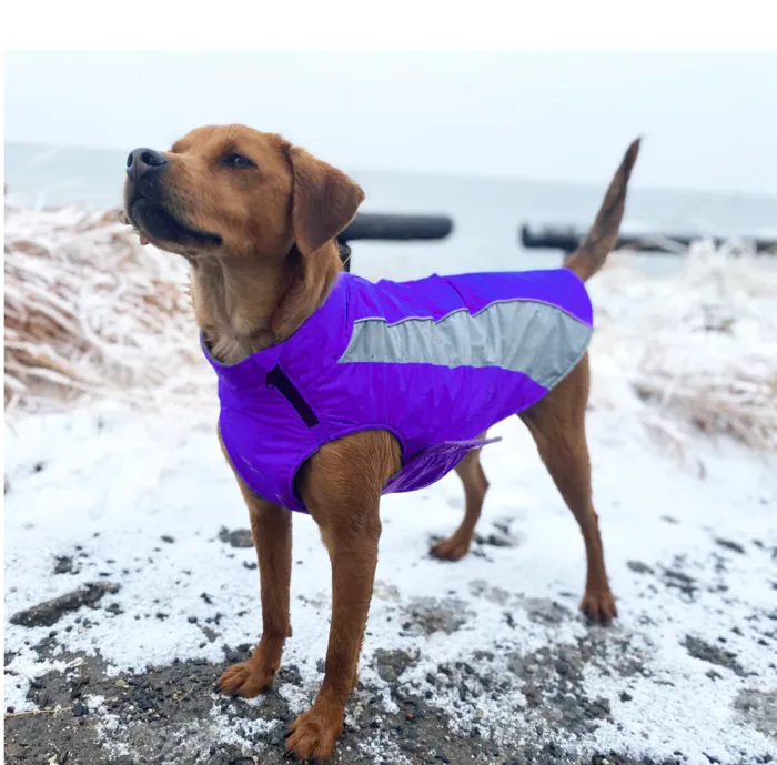 Baydog Saginaw Fleece Amethyst Small lifestyle view