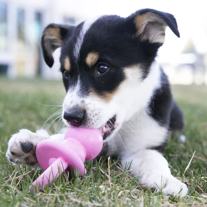 Kong Binkie Assorted Colors Small