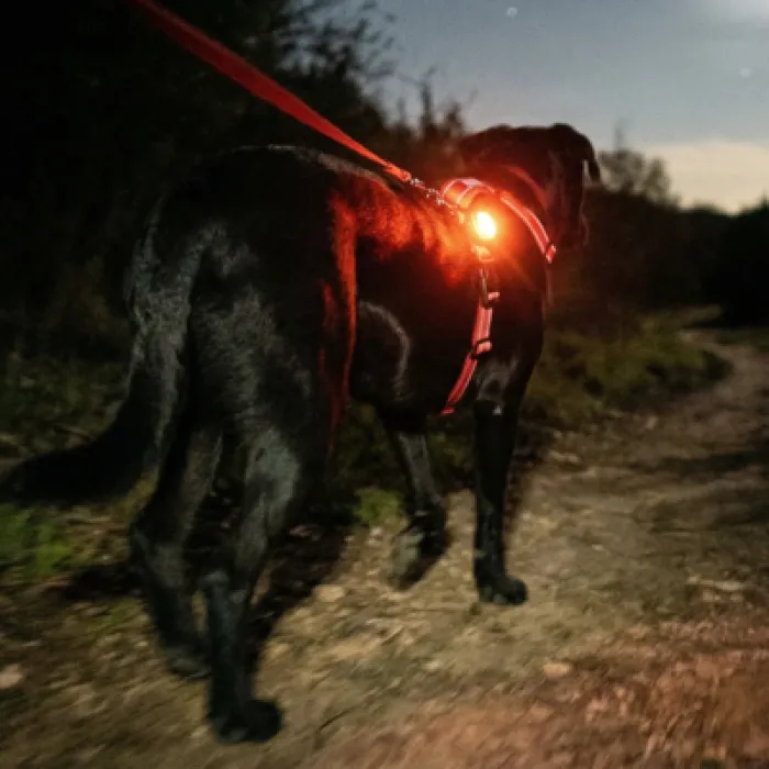 1ea Baydog Firefly Safety Light