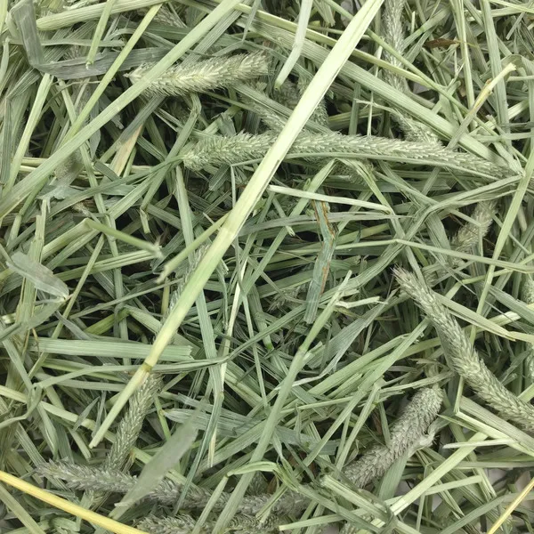 Oxbow Western Timothy Hay 90 oz loose hay contents