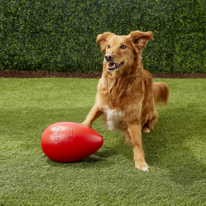 Jolly Pets Jolly Egg red 12-inch dog toy lifestyle