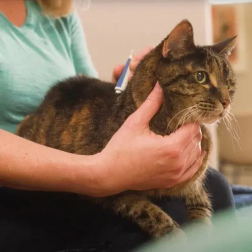 Wondercide Flea Tick Spot On For Cats Peppermint