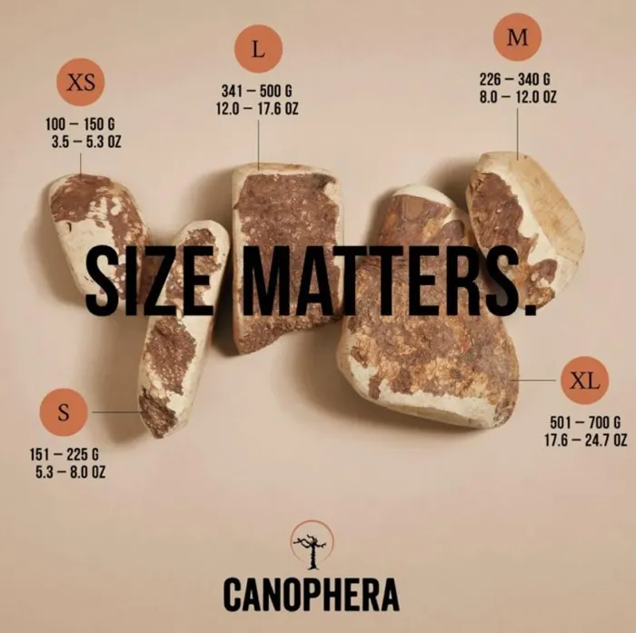 Canophera Briar Wood Xs