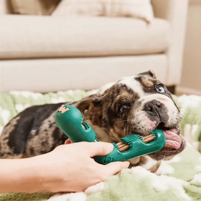 Woof Bite n' Brush Small bulldog lifestyle
