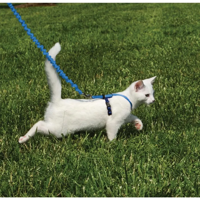 Harness & Bungee Leash Large Royal Blue