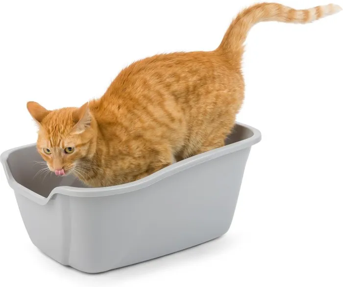 Van Ness High-Sides Cat Litter Pan Large gray lifestyle view
