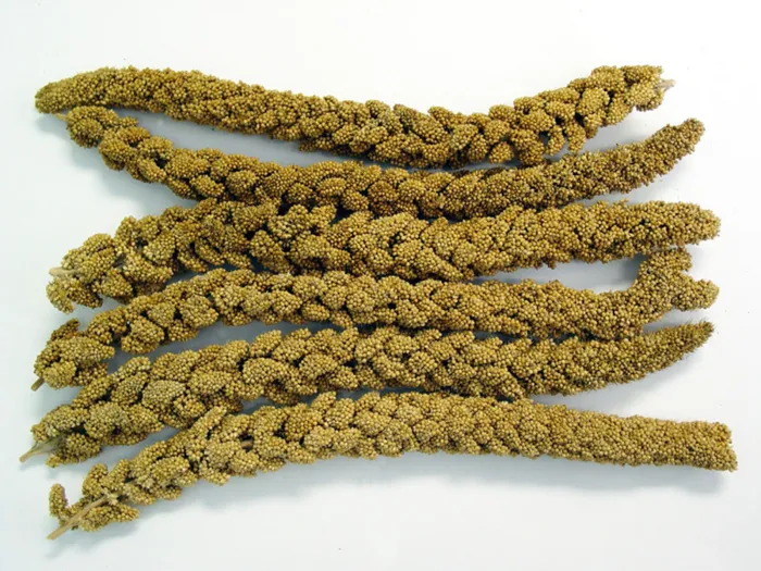 Higgins Spray Millet 6ct loose millet sprays
