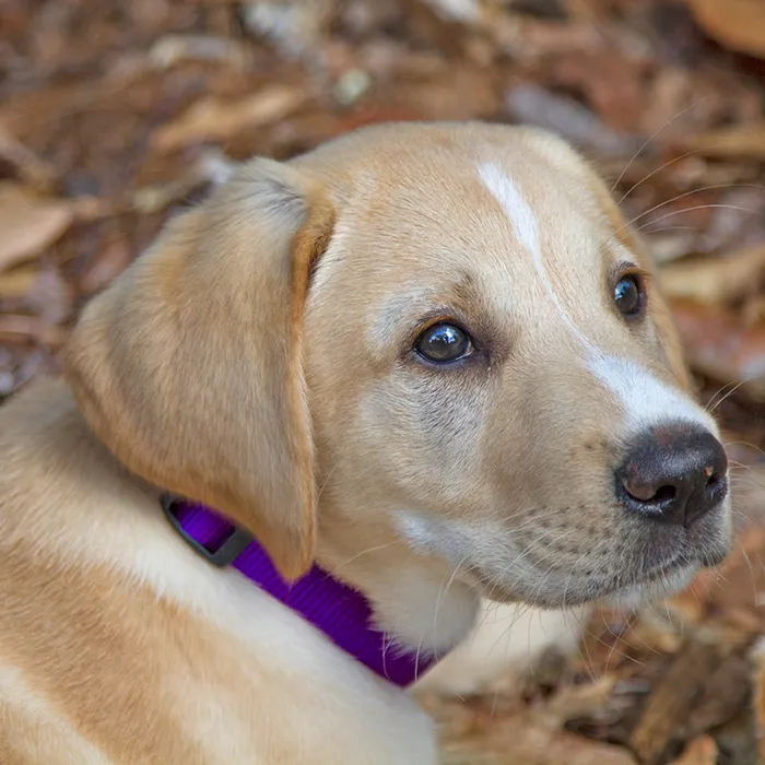 Lupine Basic Solids purple dog collar puppy lifestyle