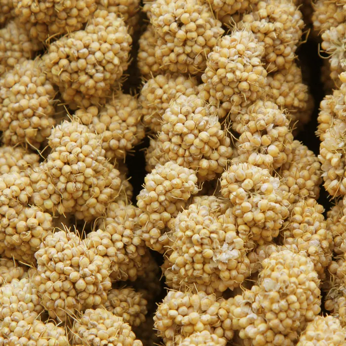 Higgins Spray Millet 6ct millet cluster close-up