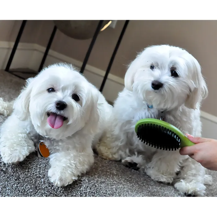 Safari plastic combo brush medium dog grooming view