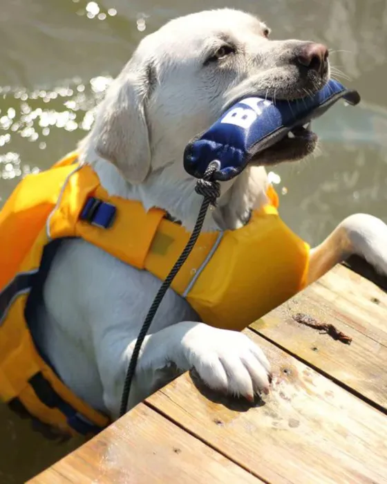 Bay Dog Monterey Bay Life Jacket yellow water view