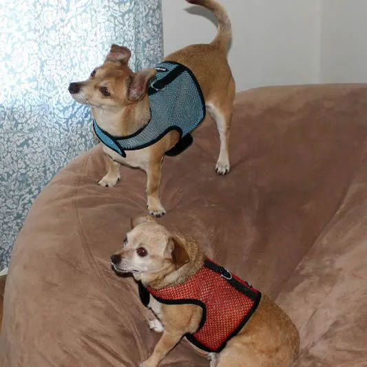 Bark Appeal Netted Wrap-N-Go Harness red XL lifestyle