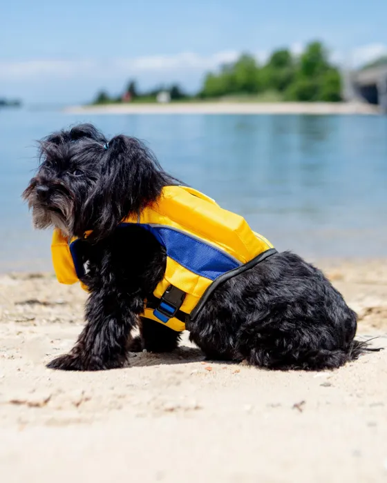 Bay Dog Monterey Bay Life Jacket yellow beach view