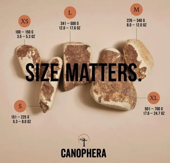 Canophera Briar Wood L