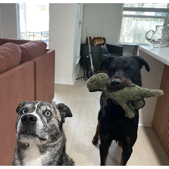 Steel Dog Ruffian T-Rex plush toy two dogs lifestyle