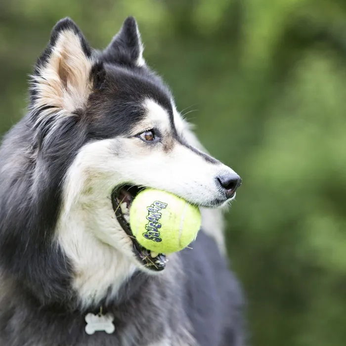 Kong Dog Airdog Squeakair Ball Medium