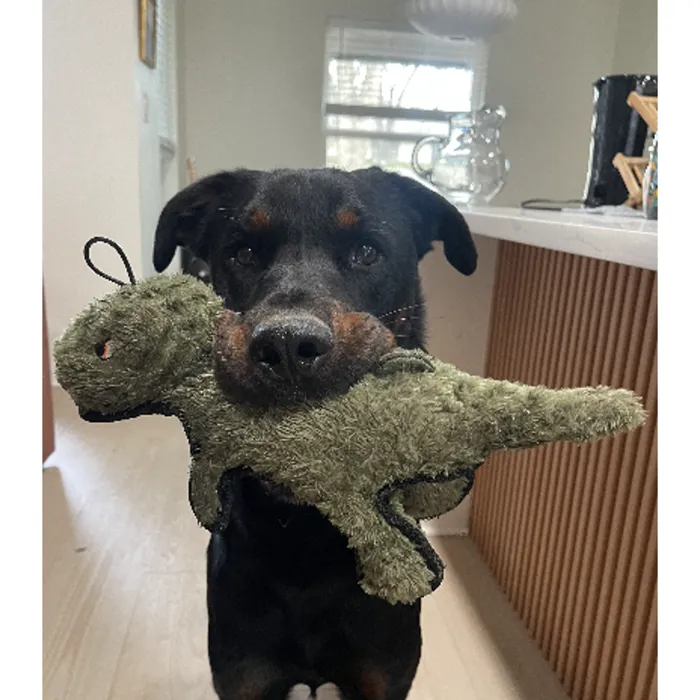 Steel Dog Ruffian T-Rex plush toy dog holding lifestyle