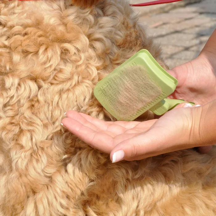 Safari self-cleaning slicker brush medium grooming close-up