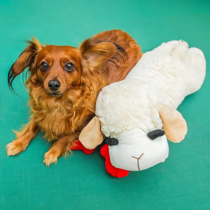 Multipet Plush Lamb Chop Jumbo 24-inch lifestyle view