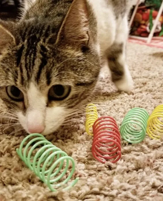 Spot Colorful Springs Wide cat toy colorful springs lifestyle
