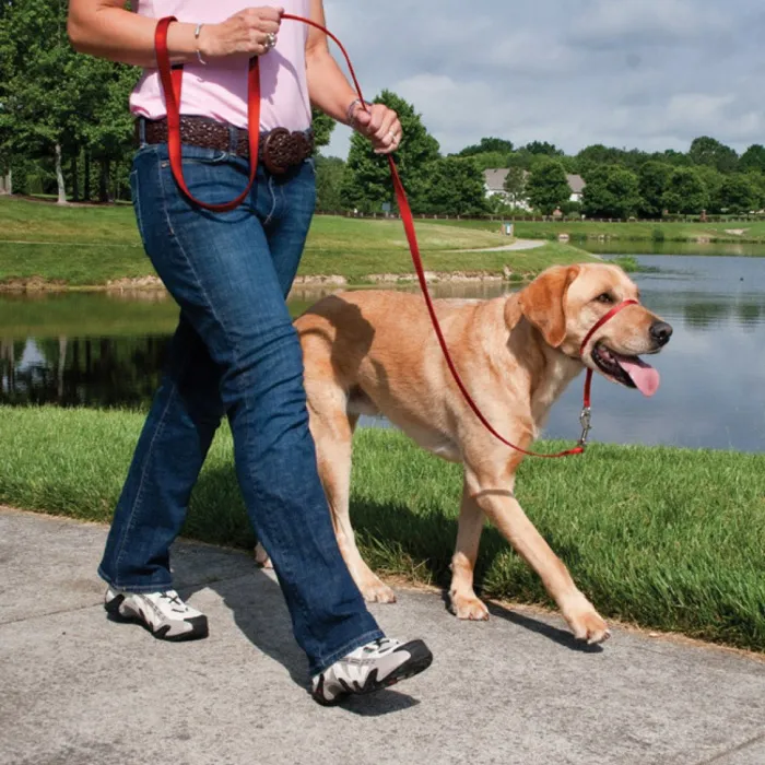 Gentle Leader Headcollar, No-pull Dog Collar Large Black