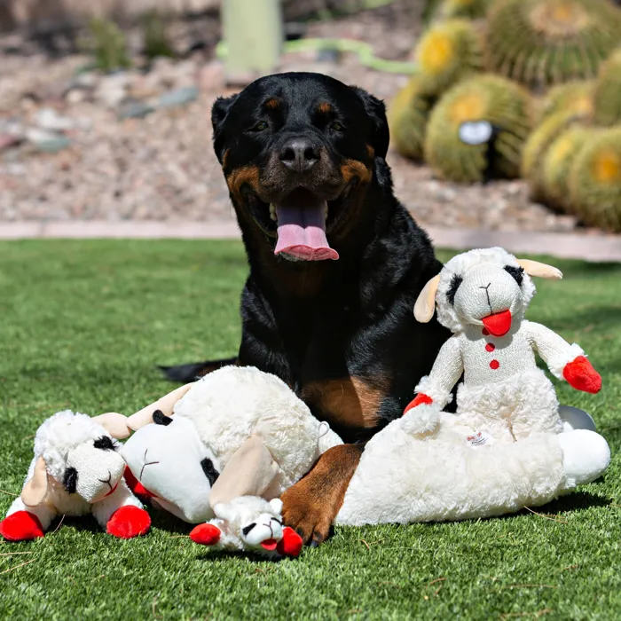 Multipet Lamb Chop plush dog toy 10.5-inch group lifestyle