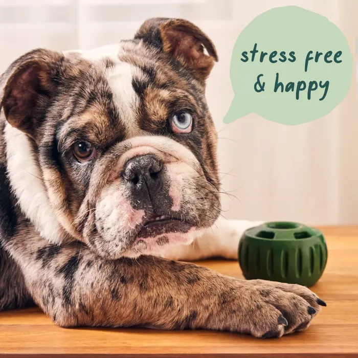 Woof Calming Pupsicle Refill Pops dog lifestyle view