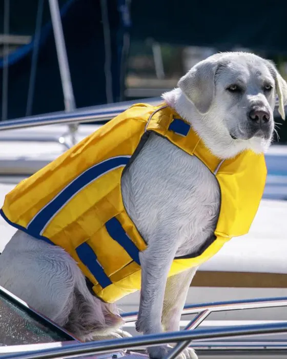 Bay Dog Monterey Bay Life Jacket yellow boat view