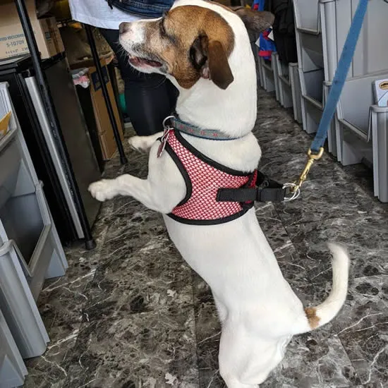Bark Appeal EZ Wrap red net harness, side view